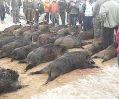 Los cazadores capturan 69 jabalíes en dos monterías celebradas en Muelas